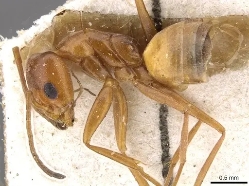 Forelius rufus specimen