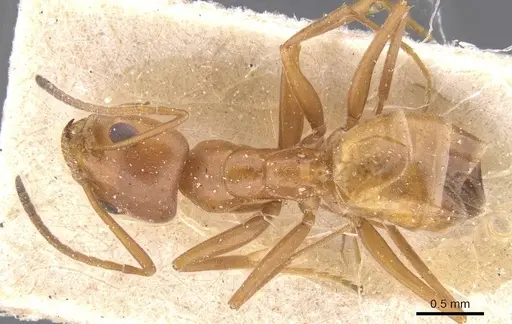 Forelius rufus - CASENT0911555