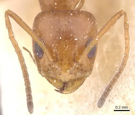 Forelius rufus - CASENT0911555