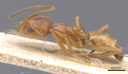 Forelius rufus - CASENT0911555