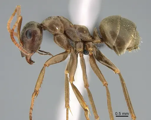 Formica accreta specimen