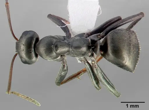 Formica accreta - CASENT0005358