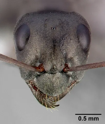 Formica accreta - CASENT0005358