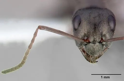 Formica accreta - CASENT0005358