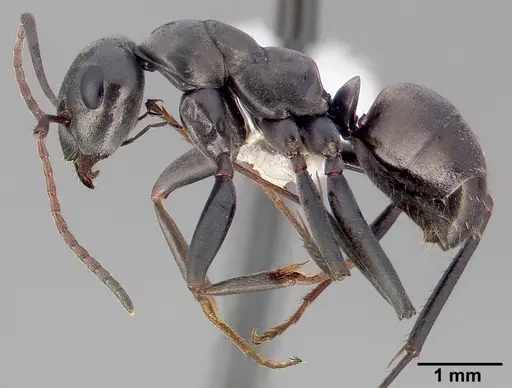 Formica accreta - CASENT0005358