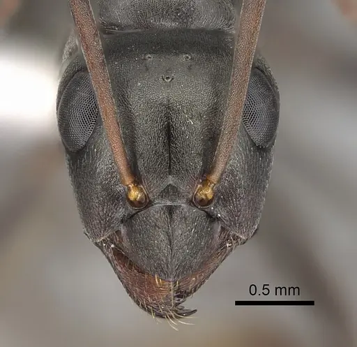 Formica accreta - CASENT0280363