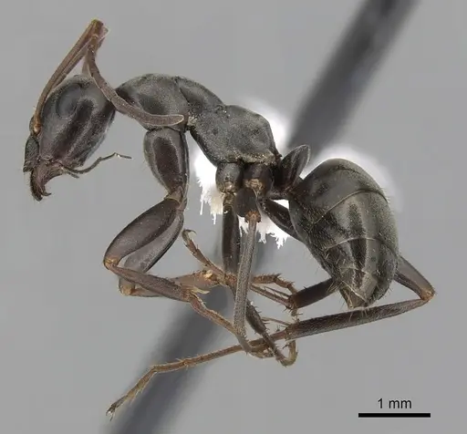 Formica accreta - CASENT0280363