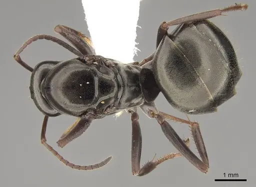 Formica accreta - CASENT0843689