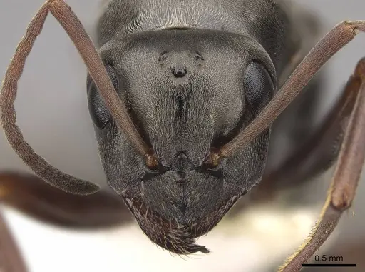 Formica accreta - CASENT0843689