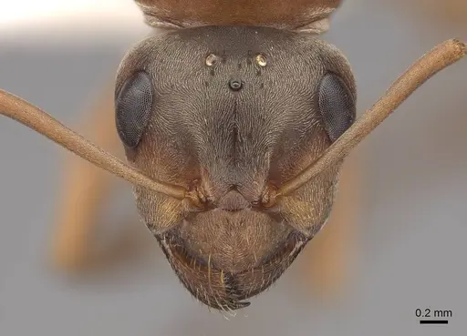 Formica aerata - CASENT0221965