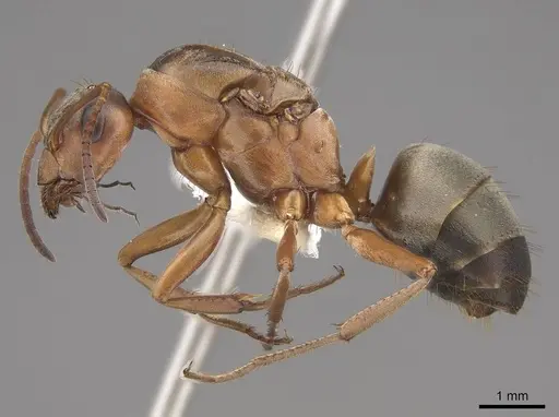 Formica aerata - CASENT0221965