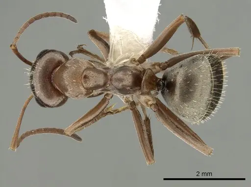 Formica aerata - CASENT0280355