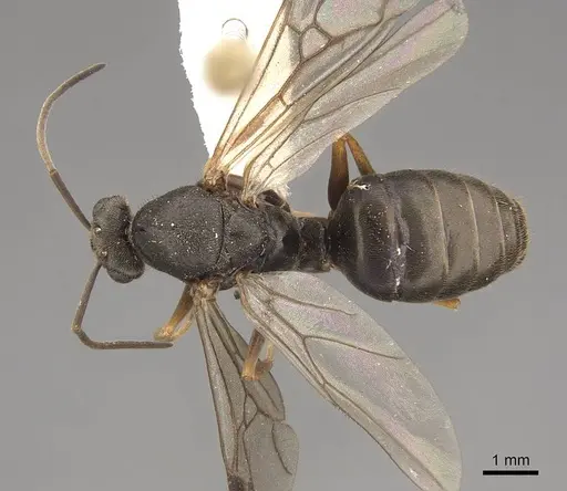 Formica aerata - CASENT0843691