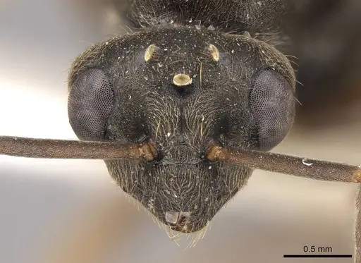 Formica aerata - CASENT0843691