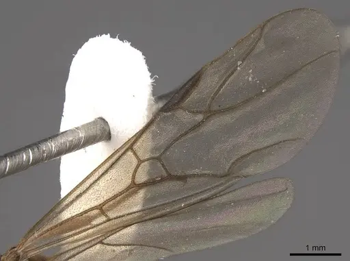 Formica aerata - CASENT0843691