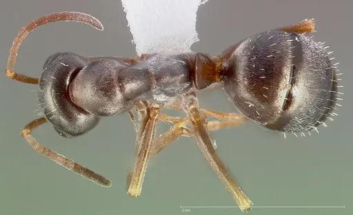 Formica altipetens specimen