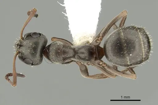 Formica altipetens - CASENT0280347