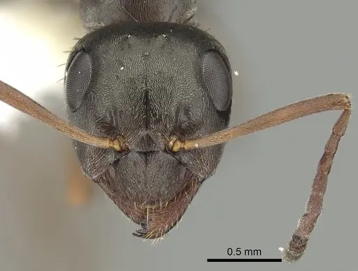 Formica altipetens - CASENT0280347