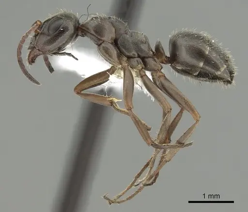 Formica altipetens - CASENT0280347