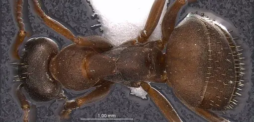 Formica anatolica specimen