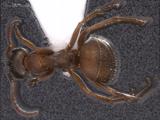 Formica anatolica specimen