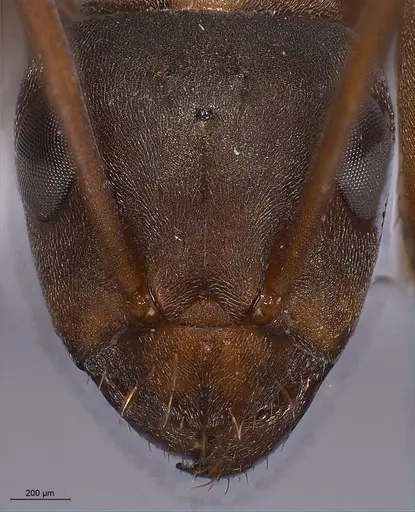 Formica anatolica specimen