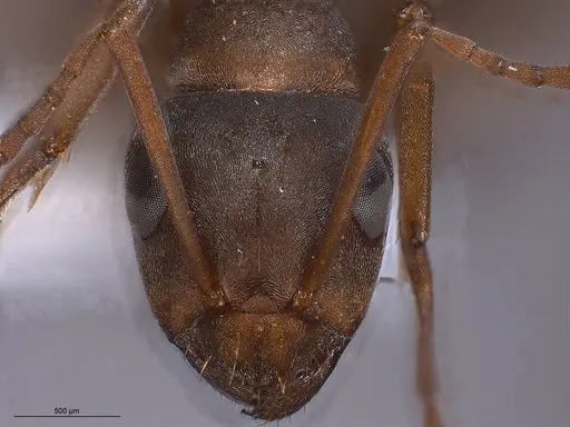 Formica anatolica - ANTWEB1008386