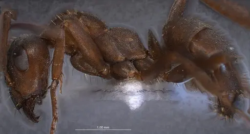 Formica anatolica - ANTWEB1008386