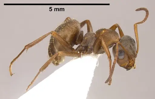 Formica anatolica - ANTWEB1008386