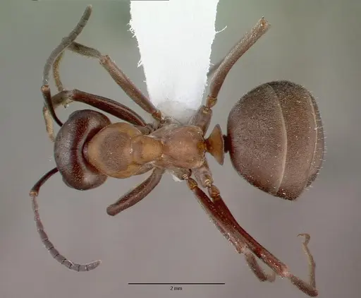 Formica aquilonia - CASENT0010682