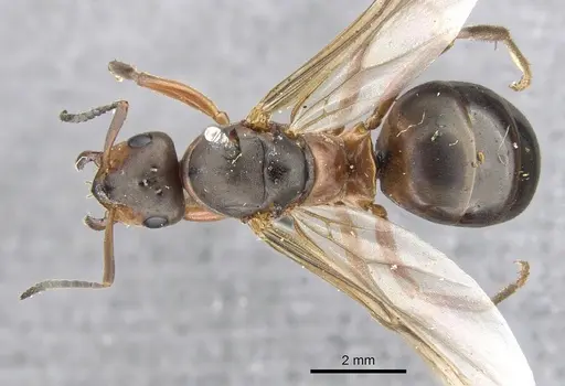 Formica aquilonia - CASENT0903277