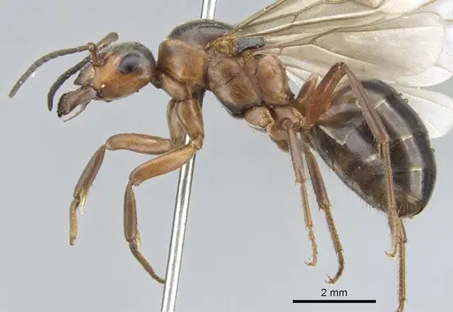 Formica aquilonia - CASENT0903277