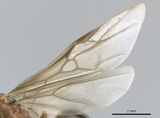 Formica aquilonia - CASENT0903277