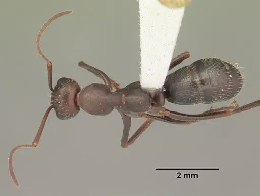 Formica archboldi specimen