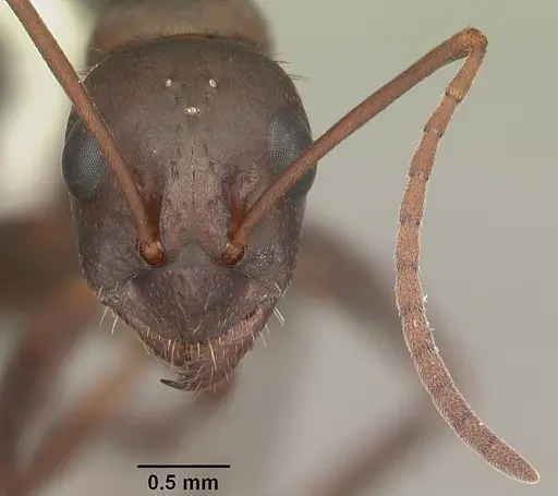 Formica archboldi specimen