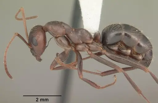 Formica archboldi specimen