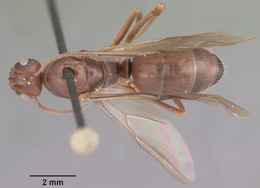 Formica archboldi - CASENT0103924