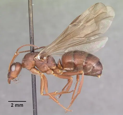 Formica archboldi - CASENT0103924