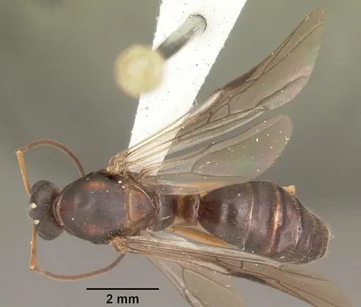 Formica archboldi - CASENT0103925