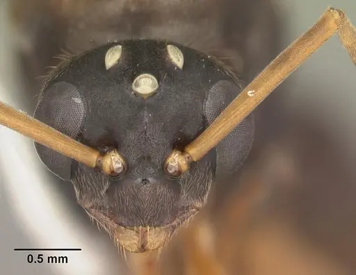 Formica archboldi - CASENT0103925