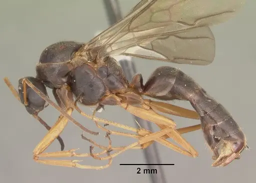 Formica archboldi - CASENT0103925