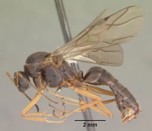 Formica archboldi - CASENT0103925