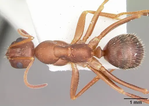 Formica archboldi - CASENT0104886