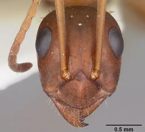 Formica archboldi - CASENT0104886