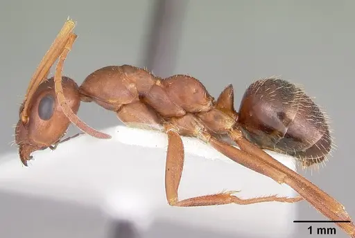 Formica archboldi - CASENT0104886