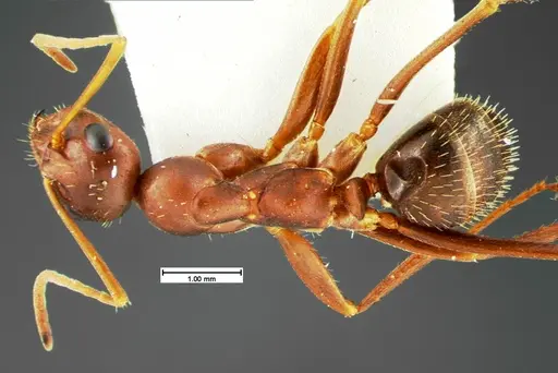 Formica archboldi - CASENT0105592