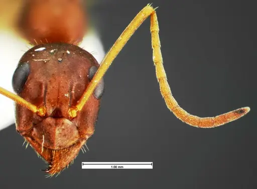 Formica archboldi - CASENT0105592