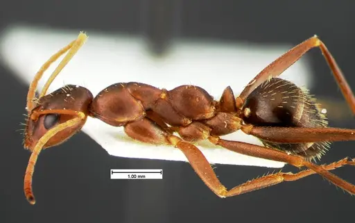 Formica archboldi - CASENT0105592