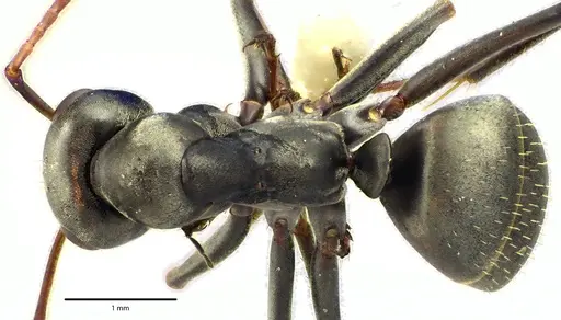 Formica argentea specimen