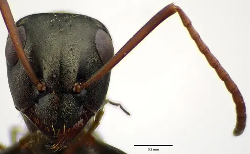 Formica argentea specimen
